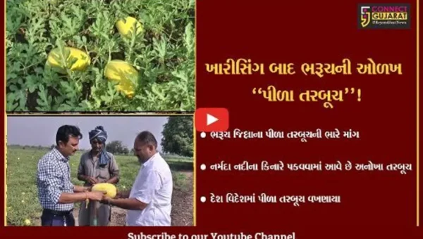 ભરૂચ: ખારીસીંગ બાદ ખેડૂતોના પીળા તરબૂચની પણ ભારે માંગ,દેશ-વિદેશમાં વખણાયા