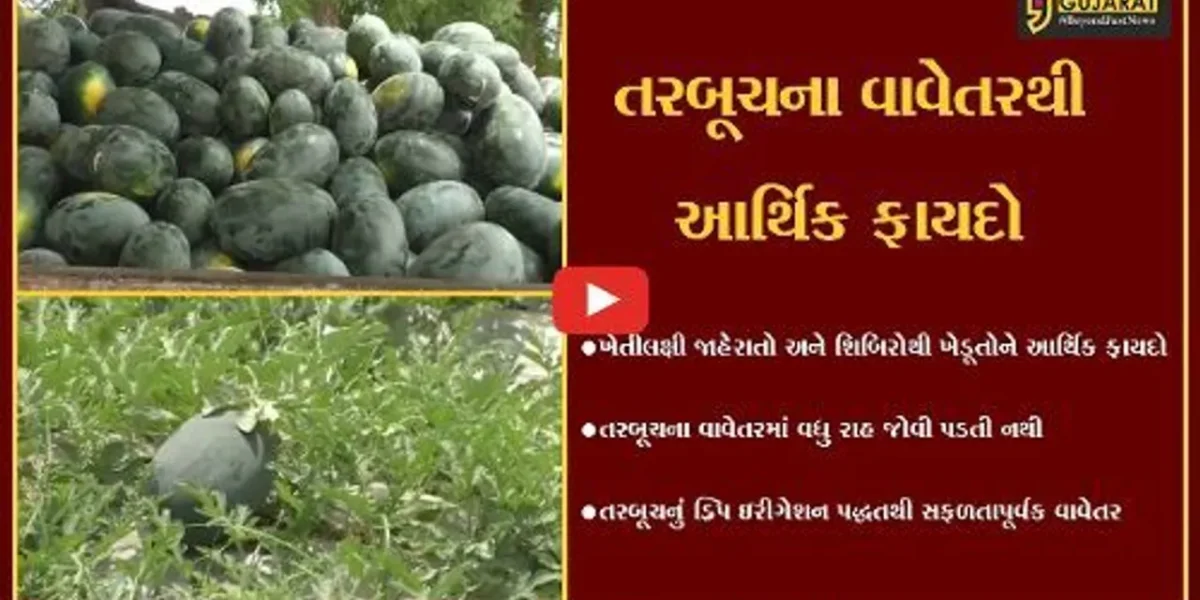 સુરેન્દ્રનગર : જિલ્લામાં ખેડૂતો રોકડીયા વાવેતર તરફ વળ્યા, ગજણવાવના ખેડૂતે તરબૂચનું સફળ વાવેતર કર્યું..