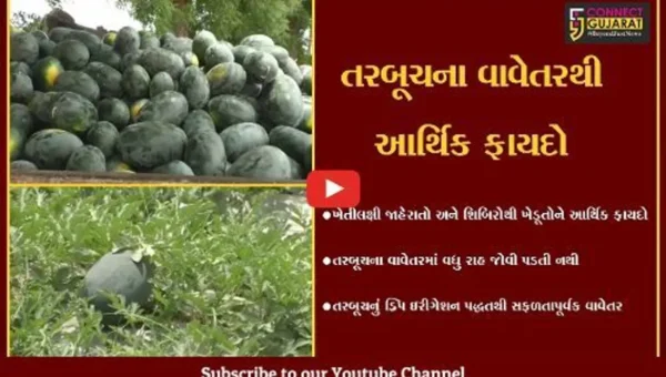 સુરેન્દ્રનગર : જિલ્લામાં ખેડૂતો રોકડીયા વાવેતર તરફ વળ્યા, ગજણવાવના ખેડૂતે તરબૂચનું સફળ વાવેતર કર્યું..