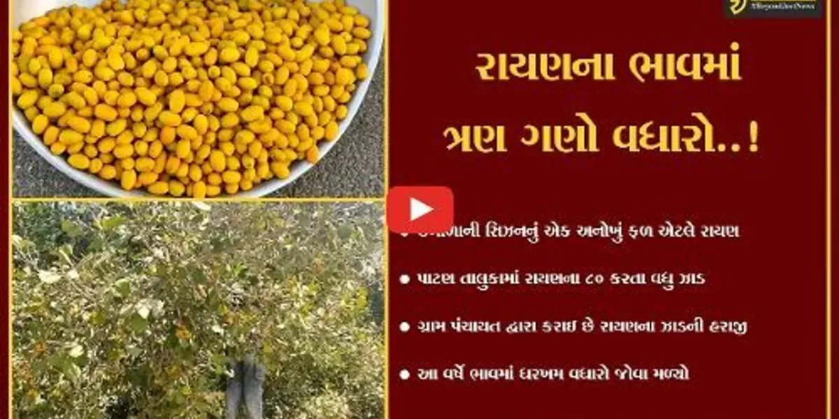 પાટણ : ઉનાળામાં ખવાતું અન્ય એક ફળ એટ્લે રાયણ, બાલીસણા હાઇવે પર રાયણોની ખરીદીઓ કરતા વટેમાર્ગુઓ..