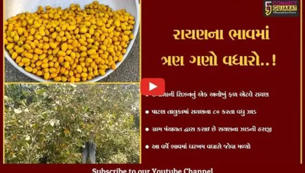 પાટણ : ઉનાળામાં ખવાતું અન્ય એક ફળ એટ્લે રાયણ, બાલીસણા હાઇવે પર રાયણોની ખરીદીઓ કરતા વટેમાર્ગુઓ..