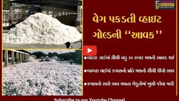 રાજકોટ : બાબરા માર્કેટિંગ યાર્ડના ઈતિહાસમાં કપાસનો સર્વોચ્ચ ભાવ, ખેડૂતોમાં ખુશી…