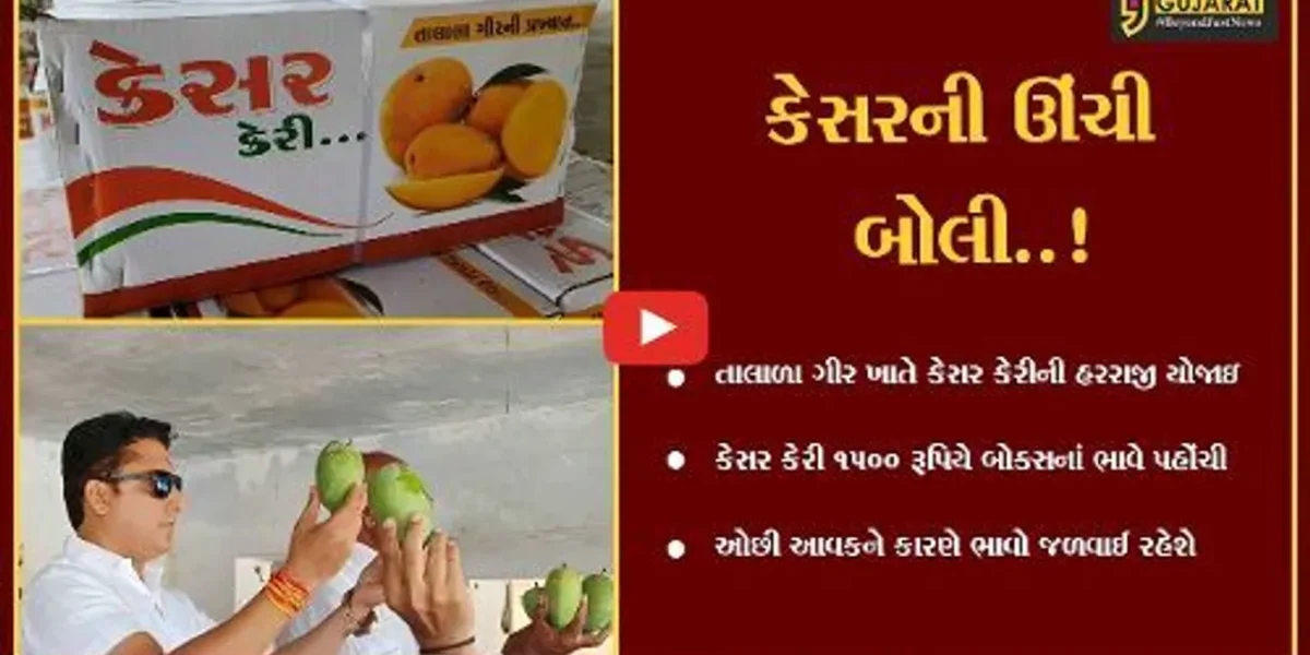ગીર સોમનાથ : તાલાળા ગીર ખાતે કેસર કેરીની થઈ હરાજી, આ વર્ષે કેરીનાં ભાવે તોડ્યા તમામ રેકોર્ડ