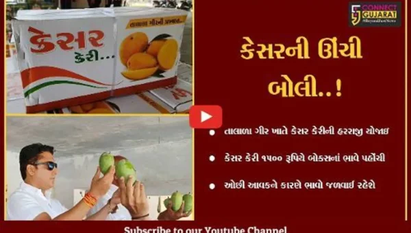 ગીર સોમનાથ : તાલાળા ગીર ખાતે કેસર કેરીની થઈ હરાજી, આ વર્ષે કેરીનાં ભાવે તોડ્યા તમામ રેકોર્ડ