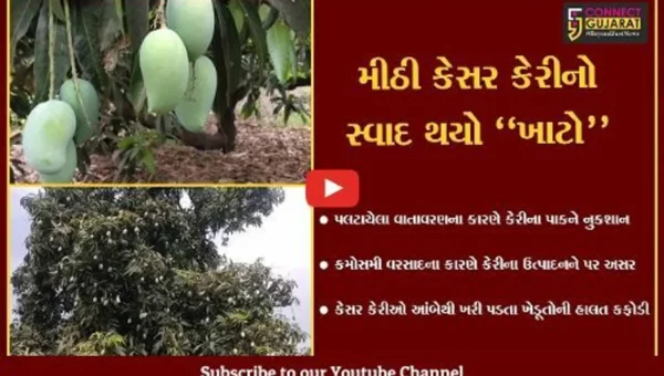 અમરેલી : આંબે ઝૂલતી કેસર કેરીઓ કમોસમી વરસાદના કારણે ખરી પડી, ખેડૂતોની હાલત કફોડી..