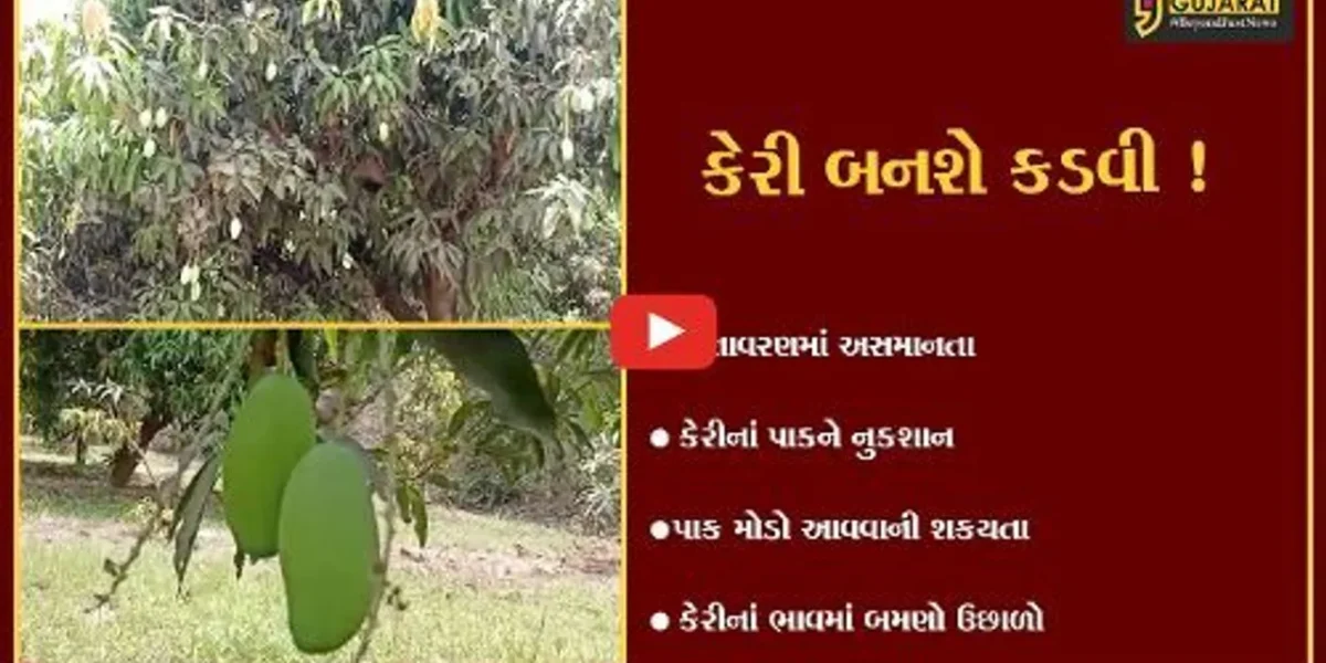 અંકલેશ્વર: આ સિઝનમાં કેરી લાગશે કડવી,જુઓ કયા કારણથી કેરીનાં ભાવમાં આવ્યો બમણો ઉછાળો