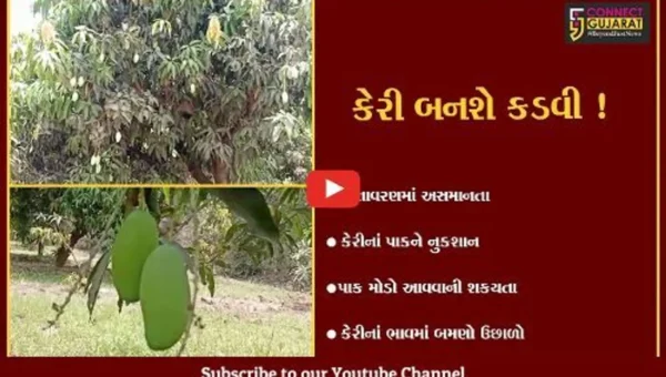 અંકલેશ્વર: આ સિઝનમાં કેરી લાગશે કડવી,જુઓ કયા કારણથી કેરીનાં ભાવમાં આવ્યો બમણો ઉછાળો