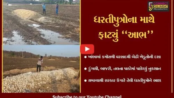 અમરેલી : ભરઉનાળે ખાબકેલા કમોસમી વરસાદથી ખેતીને વ્યાપક નુકશાન, જગતના તાતની માઠી દશા