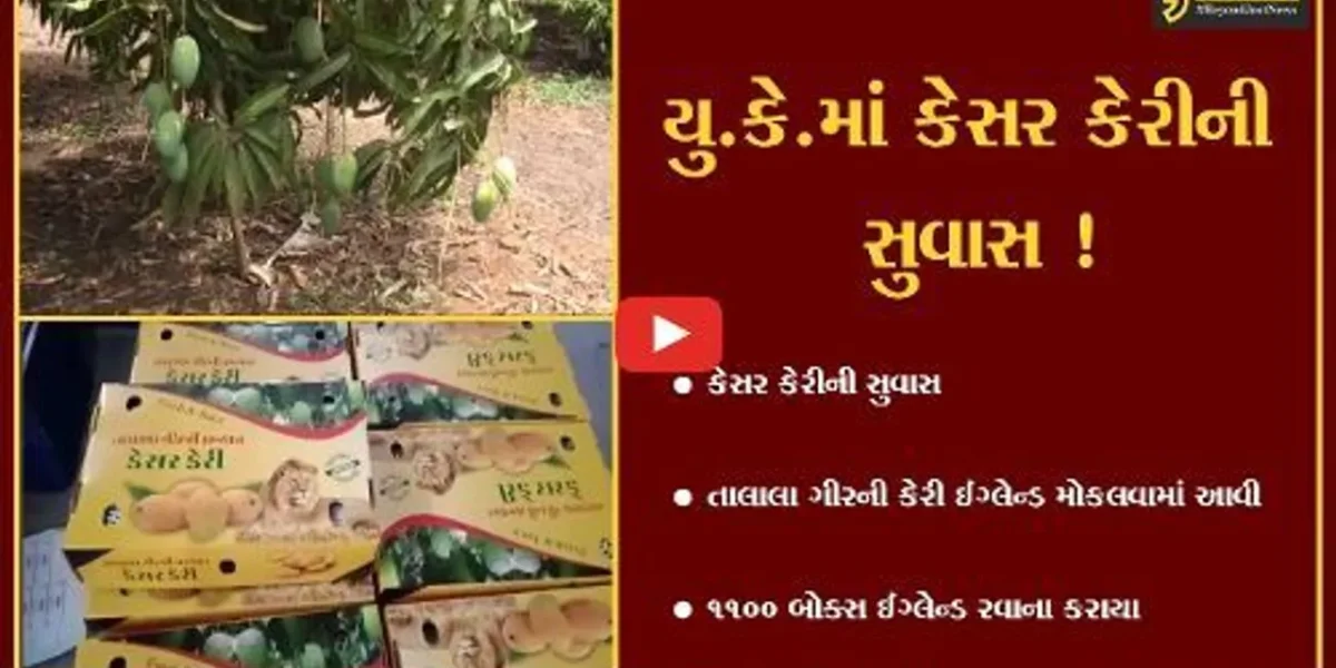 ગીર સોમનાથ: તાલાલા ગીર પંથકની ખુશ્બુદાર કેસર કેરીની યુ.કે.ની બજારમાં ખુશ્બુ પ્રસરી