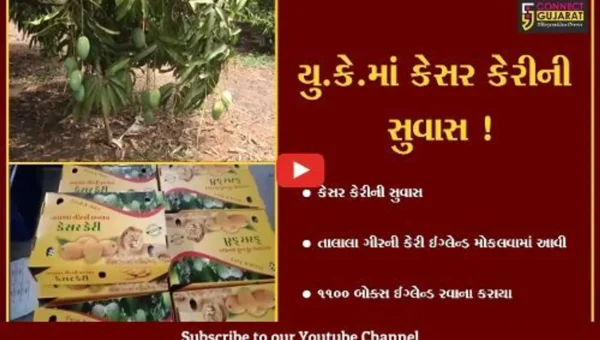ગીર સોમનાથ: તાલાલા ગીર પંથકની ખુશ્બુદાર કેસર કેરીની યુ.કે.ની બજારમાં ખુશ્બુ પ્રસરી