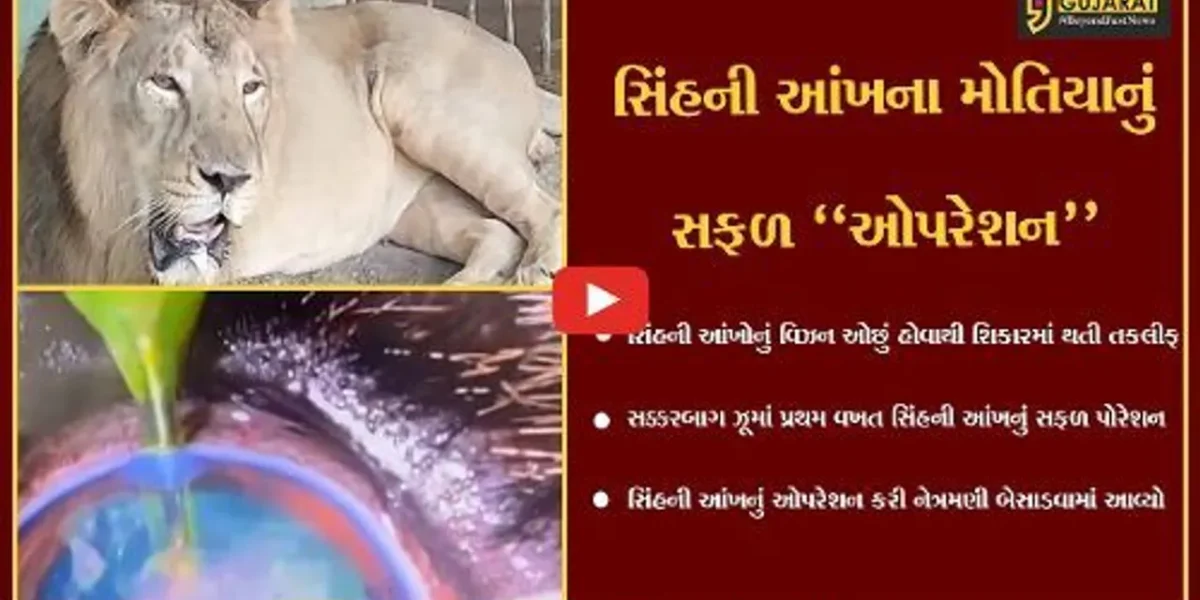 જુનાગઢ : સક્કરબાગ ઝૂના ઇતિહાસની પ્રથમ ઘટના, સિંહની આંખના મોતિયાનું ઓપરેશન કરી નેત્રમણી બેસાડ્યો…