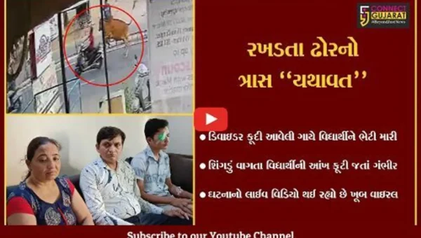 વડોદરા : સ્માર્ટ સિટીમાં રખડતા ઢોરનો ત્રાસ યથાવત, ગાયનું શિંગડું વાગતા વિદ્યાર્થીની આંખ ફૂટી…