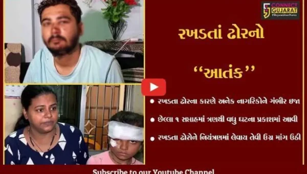 વડોદરા : છેલ્લા 1 સપ્તાહમાં રખડતા ઢોરોની અડફેટના બનાવમાં વધારો, પાલિકા પ્રત્યે શહેરીજનોમાં “રોષ”