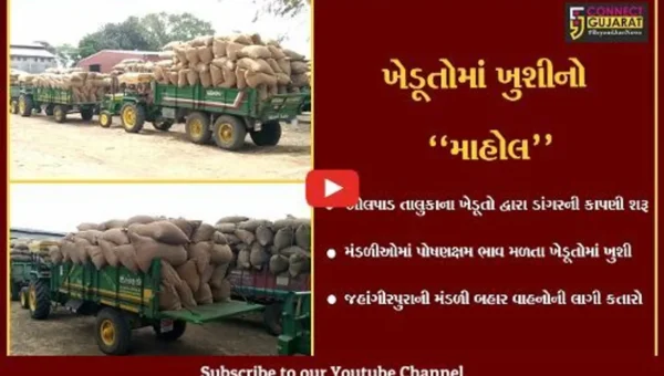 સુરત : ઓલપાડ તાલુકાના ખેડૂતોએ શરૂ કરી ડાંગરની કાપણી, પોષણક્ષમ ભાવ મળતા ખેડૂતોમાં ખુશી