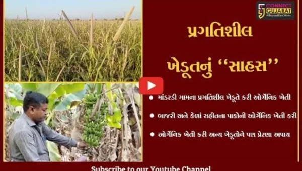 અમરેલી : માંડરડીના ખેડૂતે ઓર્ગેનિક ખેતી કરી મેળવી બમણી આવક, અન્ય ખેડૂતોને આપી પ્રેરણા.