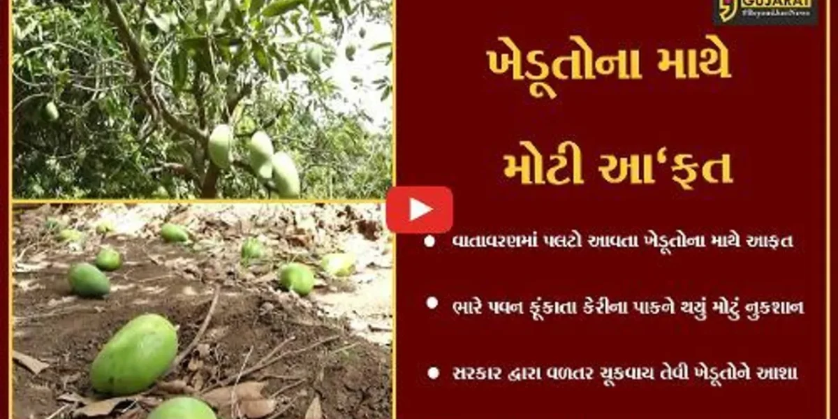નર્મદા : વલસાડ-ગીરમાં થતી કેરીથી ખેડૂતે ઊભી કરી આંબાવાડી, તો પણ થયું નુકશાન, જાણો કોણ વેરી બન્યું..!