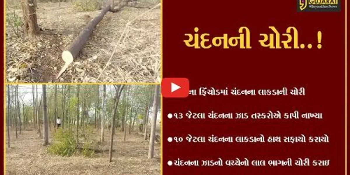 સાબરકાંઠા : ઇડરના ફિંચોડમાં ચંદન તસ્કરો ત્રાટક્યા, 10 જેટલા ઝાડની થઈ ચોરી..!