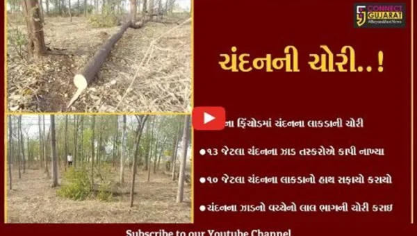 સાબરકાંઠા : ઇડરના ફિંચોડમાં ચંદન તસ્કરો ત્રાટક્યા, 10 જેટલા ઝાડની થઈ ચોરી..!