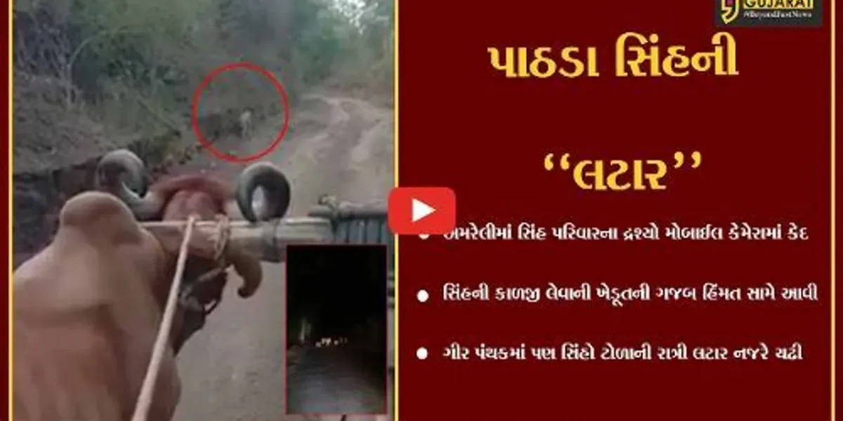 અમરેલી : બળદગાડા સામે આવી ચઢ્યો “સિંહ”, તો સિંહ પરિવારની રાત્રિ લટાર પણ કેમેરામાં કેદ થઈ
