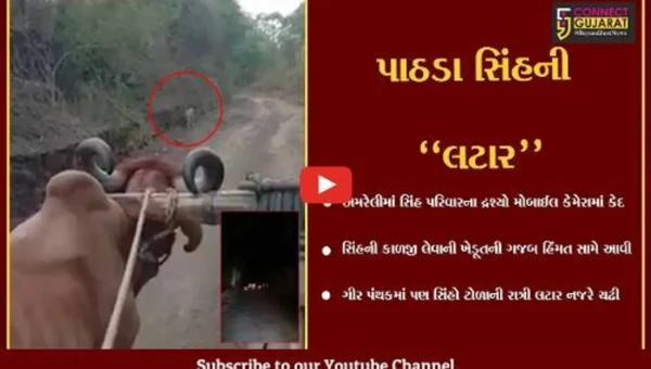 અમરેલી : બળદગાડા સામે આવી ચઢ્યો “સિંહ”, તો સિંહ પરિવારની રાત્રિ લટાર પણ કેમેરામાં કેદ થઈ