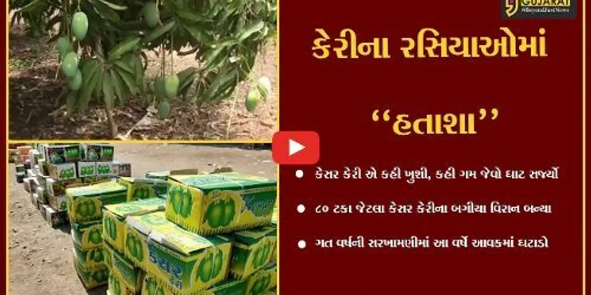 ગીર સોમનાથ : અમૃત સમો કેસર કેરીનો સ્વાદ થયો “કડવો”, કેરીના બગીચા વિરાન બનતા આવકમાં ઘટાડો.