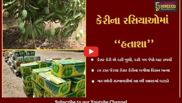 ગીર સોમનાથ : અમૃત સમો કેસર કેરીનો સ્વાદ થયો “કડવો”, કેરીના બગીચા વિરાન બનતા આવકમાં ઘટાડો.