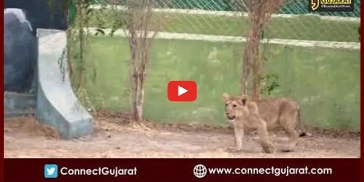 ‘બાળ સિંહોની પાપા પગલી’: 3 મહિના પહેલા જન્મેલ બાળ સિંહ સિમ્બા અને રેવા પિંજરામાં પહેલી વાર ટહેલવા નીકળ્યા…