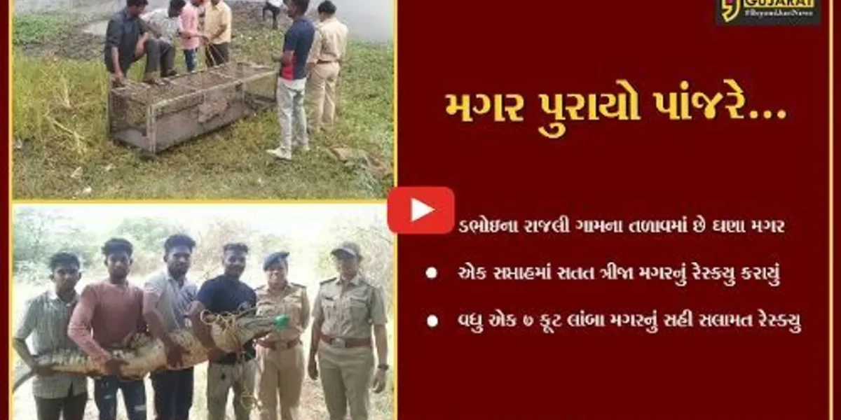 વડોદરા : ડભોઇના રાજલી ગામ તળાવમાંથી એક જ સપ્તાહમાં સતત ત્રીજા મગરનું રેસ્ક્યુ…