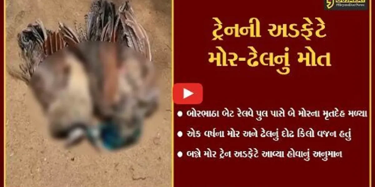 અંકલેશ્વર બોરભાઠા બેટ રેલવે ટ્રેક પરથી મોર અને ઢેલના મૃતદેહ મળી આવ્યા,વન વિભાગ દોડતું થયું