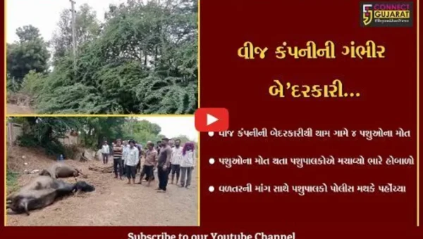 ભરૂચ : થામ ગામે વીજ કરંટ લાગતાં 4 પશુઓના મોત, વીજ કંપનીની બેદરકારી સામે પશુપાલકોમાં રોષ