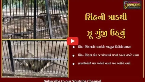 જૂનાગઢ : સક્કરબાગ ઝૂનો આશ્ચર્યમાં મૂકનારો વિડીયો વાયરલ, સિંહ-સિહણની લડાઇને પ્રવાસીઓએ મન મૂકીને માણી