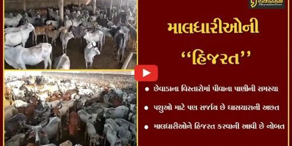 કચ્છ : છેવાડાના ગામોમાં પાણી અને પશુઓ માટે ઘાસચારાની અછત સર્જાતા માલધારીઓની હિજરત