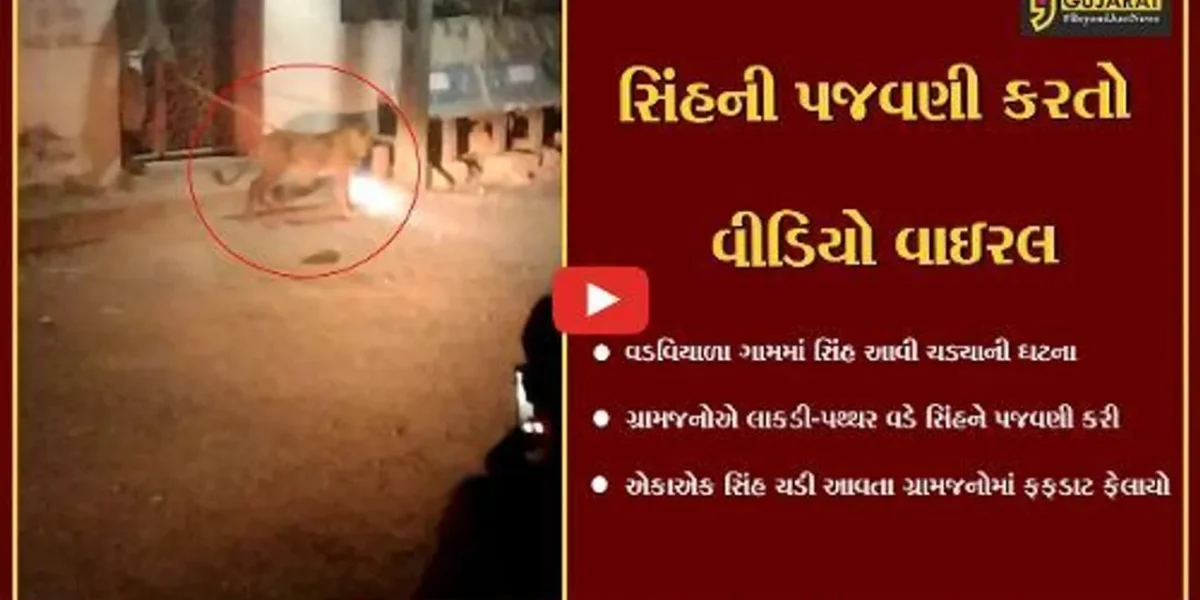ગીર-ગઢડાના વડવિયાળા ગામમાં સિંહ ઘૂસી જતાં ગ્રામજનોએ પથ્થર અને લાકડી વડે સિંહને માર મારી કરાઈ પજવણી