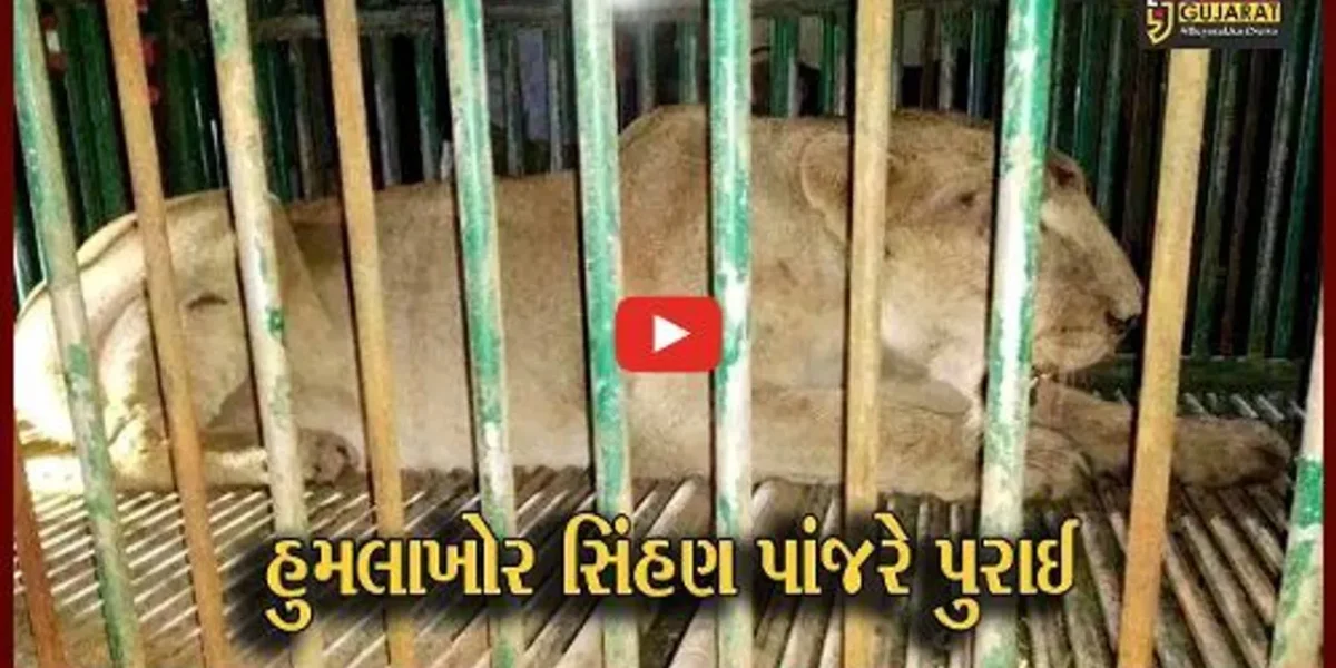 અમરેલી : જાફરાબાદના બાબરકોટમાં સિંહણએ ફરી 3 લોકો પર કર્યો જીવલેણ હુમલો,જુઓ કઈ રીતે વન વિભાગે રેસ્ક્યુ ઓપરેશન હાથ ધર્યું