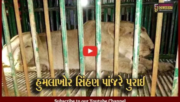 અમરેલી : જાફરાબાદના બાબરકોટમાં સિંહણએ ફરી 3 લોકો પર કર્યો જીવલેણ હુમલો,જુઓ કઈ રીતે વન વિભાગે રેસ્ક્યુ ઓપરેશન હાથ ધર્યું