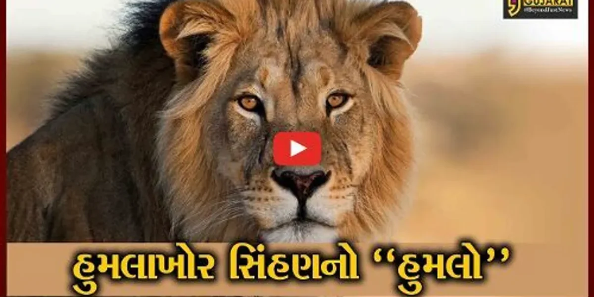 અમરેલી : સિંહણના હુમલામાં વન વિભાગના 3 કર્મચારીઓને ગંભીર ઇજા, સિંહણને પકડવા પાંજરું ગોઠવાયું