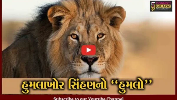 અમરેલી : સિંહણના હુમલામાં વન વિભાગના 3 કર્મચારીઓને ગંભીર ઇજા, સિંહણને પકડવા પાંજરું ગોઠવાયું