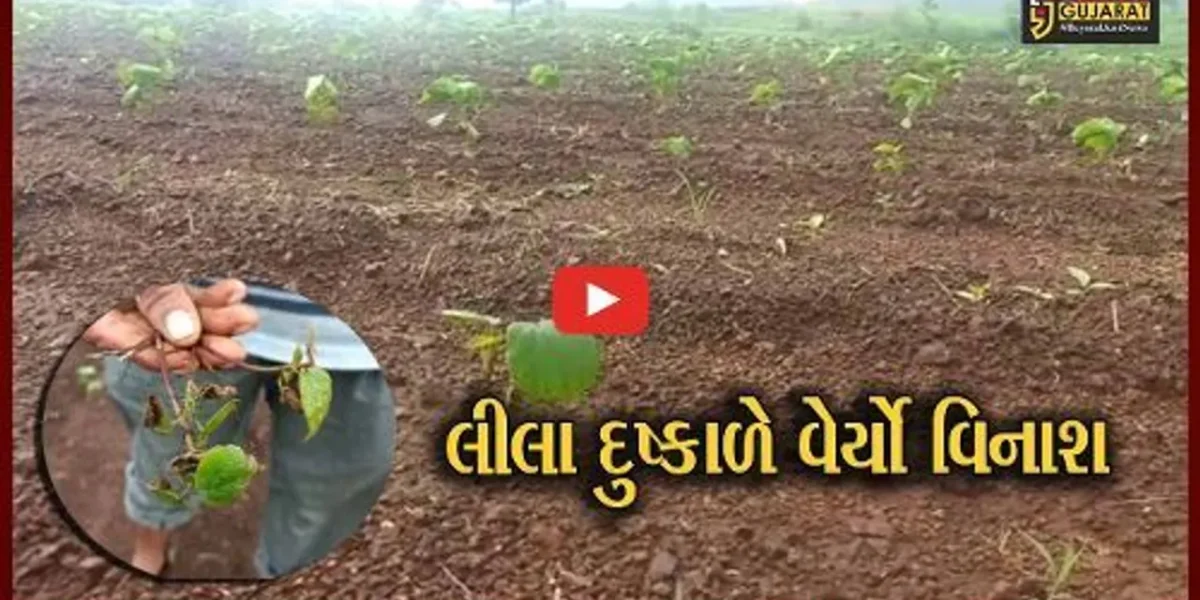 અમરેલી: 15 દિવસથી સતત પડી રહેલા વરસાદના લીધે ખેડૂતોની પરસેવાની “કમાણી પાણી”માં, કપાસનો પાક નષ્ટ થવાના આરે