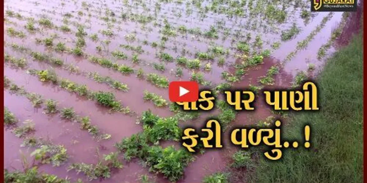 ગીર સોમનાથ: કોડીનાર અને સુત્રાપાડા તાલુકામાં સતત ત્રણ દિવસથી વરસાદ,ખેડૂતોના પાકને નુકશાનના એંધાણ