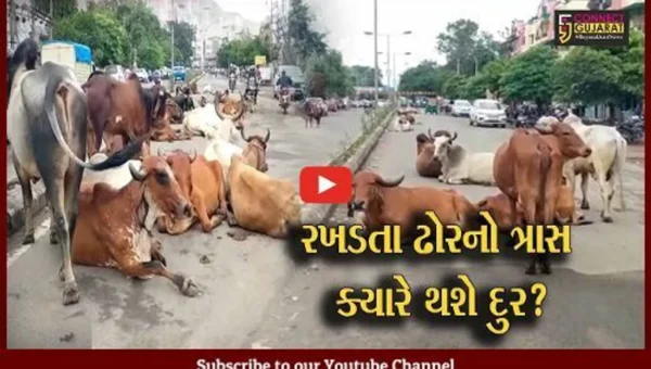 અંકલેશ્વર: GIDCના રહેણાંક વિસ્તારોમાં રખડતા ઢોરનો ત્રાસ,અકસ્માતના પ્રમાણમાં વધારો