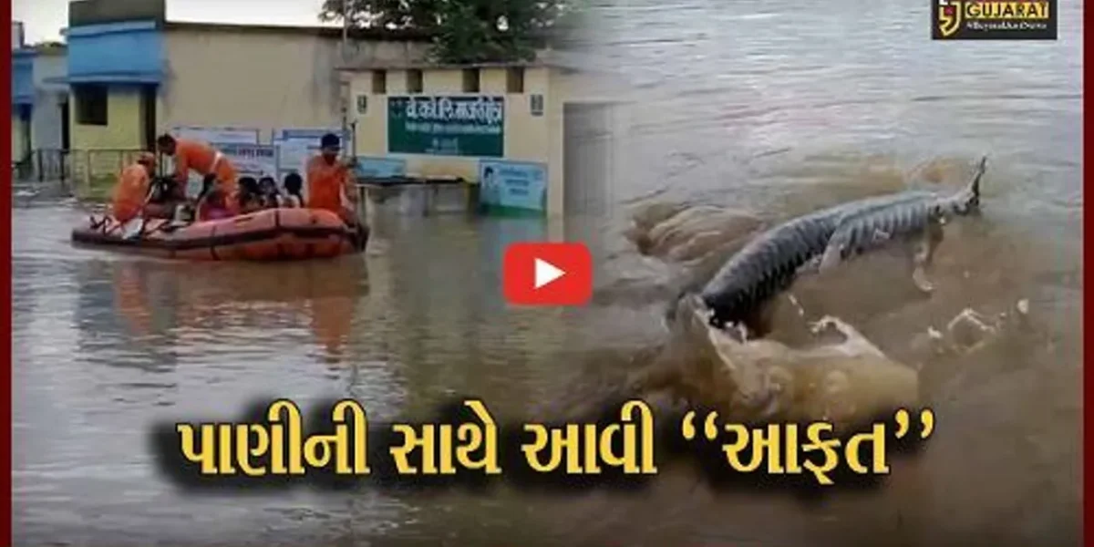 મહારાષ્ટ્ર : ચંદ્રાપુરના પટાલા ગામે પૂર આવતા ઘરોમાં માછલાં અને સરિસૃપો તણાઇ આવ્યા, જુઓ દ્રશ્યો