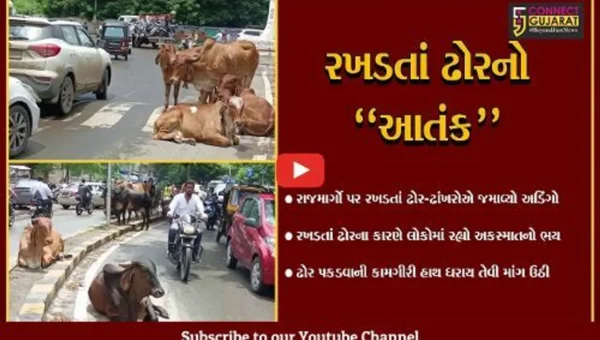 ભરૂચ : રાજમાર્ગો પર રખડતાં ઢોરનો અડિંગો, મોટા અકસ્માતની રાહ જોતું તંત્ર..!