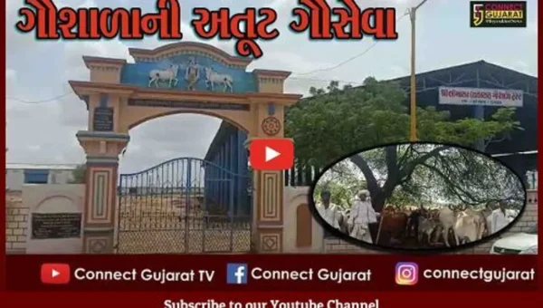 કચ્છ : અંજારના ભીમાસર ચકાસર ગૌશાળામાં 1100 ગામોની ગાયોની નિ:સ્વાર્થ ભાવે સેવા!, ગાયોનું ખાસ પ્રકારે રખાઇ છે ધ્યાન