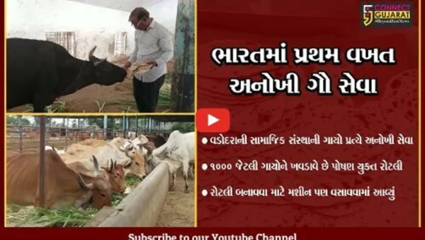 વડોદરા : સામાજિક સંસ્થા દ્વારા ગાયોને રોજ 5 હજાર ઘી-ગોળવાળી પોષણયુક્ત રોટલી ખવડાવવાની શરૂઆત, રોટલી બનાવવા મશીન પણ વસાવ્યું