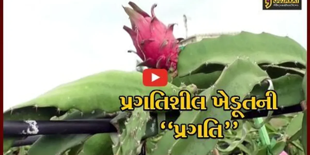 સુરેન્દ્રનગર : ઓર્ગેનિક “કમલમ” ફ્રુટની ખેતી કરી ધ્રાંગધ્રાના ખેડૂતે મેળવી બમણી આવક, અન્ય ખેડૂતોને આપી પ્રેરણા