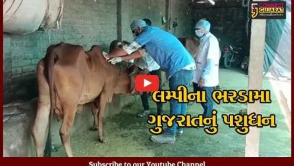 સુરેન્દ્રનગર : પશુઓમાં લમ્પી વાયરસનો રોગ દેખાતા પશુપાલકોમાં ચિંતાનો માહોલ, રસીકરણની કામગીરી શરૂ