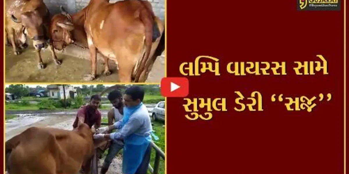 સુરત : એક વર્ષ પહેલા સુમુલ ડેરીએ કરેલી મહેનત રંગ લાવી, લમ્પિ વાયરસના માત્ર 2 જ કેસ નોંધાયા