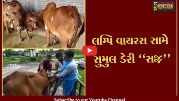 સુરત : એક વર્ષ પહેલા સુમુલ ડેરીએ કરેલી મહેનત રંગ લાવી, લમ્પિ વાયરસના માત્ર 2 જ કેસ નોંધાયા