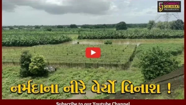 અંકલેશ્વર: નર્મદા નદીના ધસમસતા પ્રવાહે કાંઠા વિસ્તારના ગામોની 2 હજાર હેક્ટર જમીનમાં નુકશાન વેર્યુ