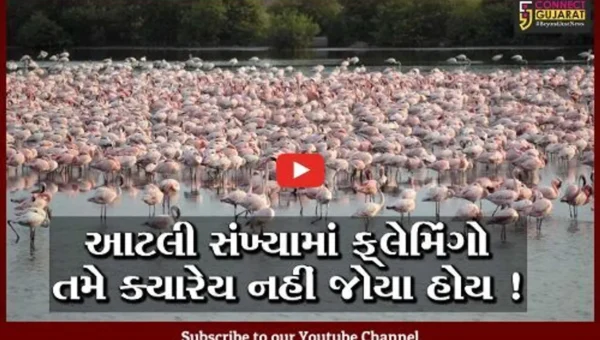 કચ્છ અને ખડીરના રણ વિસ્તારમાં મોટા પ્રમાણમાં ફ્લેમિંગોનું આગમન,જુઓ સુંદર નજારો